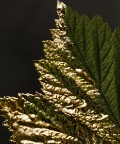 S05126645_11